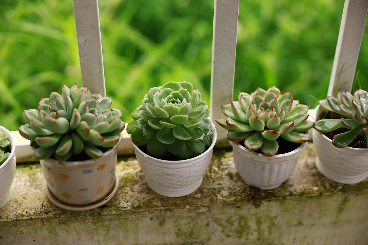 Stijlvolle balkonplanten in duurzame potten.