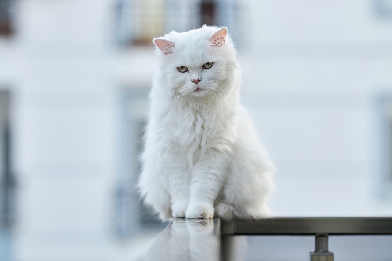 Kleine zithoek op slim ingericht balkon. Kleine zithoek op slim ingericht balkon.