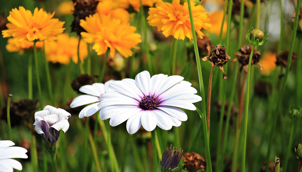 Zomertuin met rustgevende, organische eenvoud.