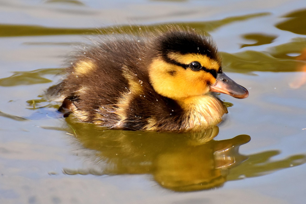 Vogels badend in natuurlijke zwemvijver.
