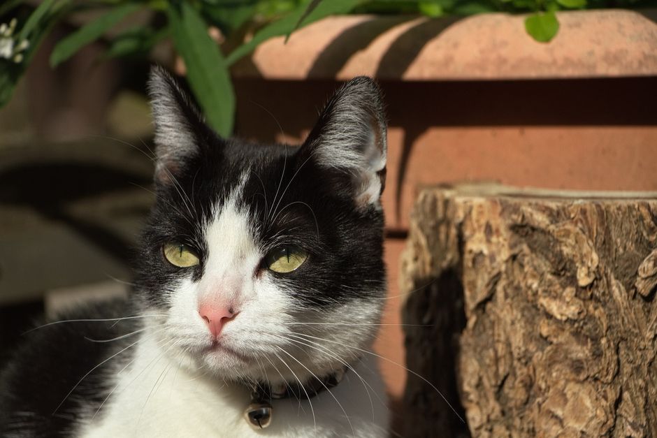 Schilderij van een rustgevende kat in huis. Schilderij van een rustgevende kat in huis.