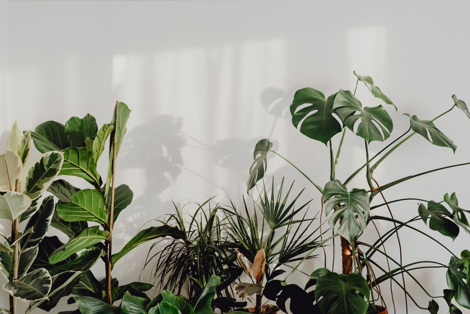 Bloeiende lavendelplant op nachtkastje Bloeiende lavendelplant op nachtkastje