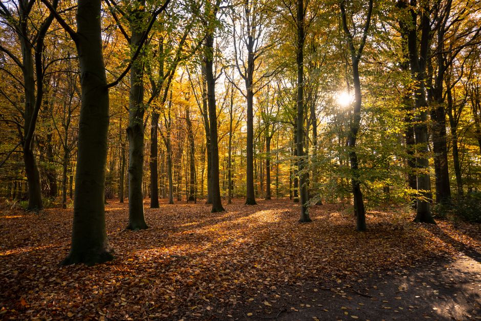 Subtiele herfsttinten op canvaswand in moderne ruimte. Subtiele herfsttinten op canvaswand in moderne ruimte.